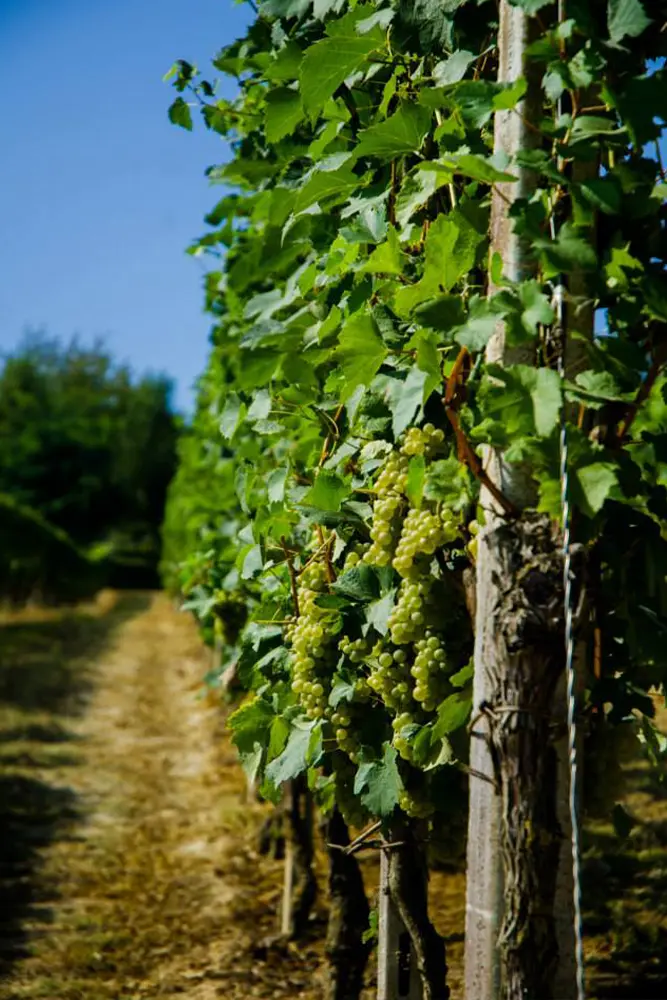 grape-vine-tibaldi